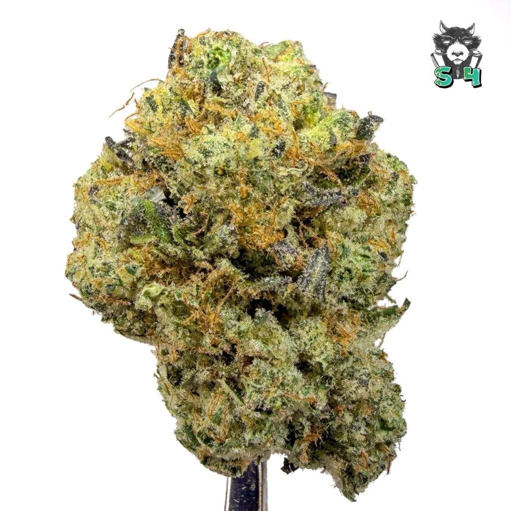 Sour Animal Cookies - 12C14