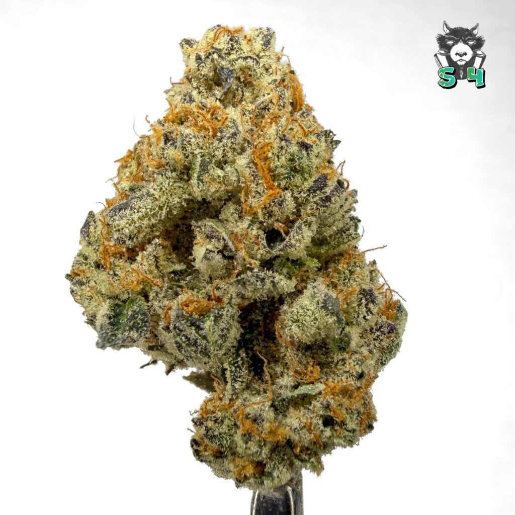 Dosi - 24C33
