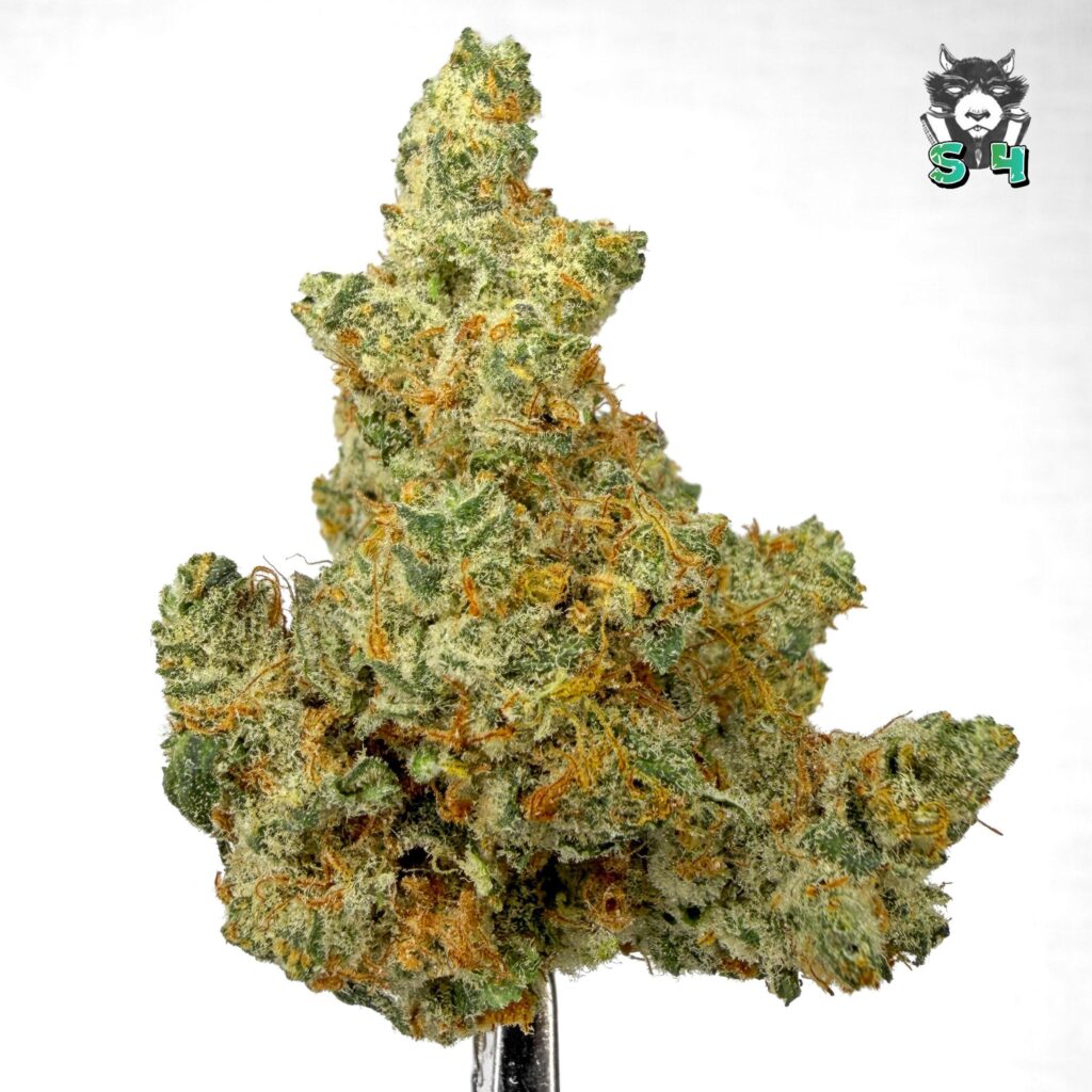 Mad Fruit - 27K54
