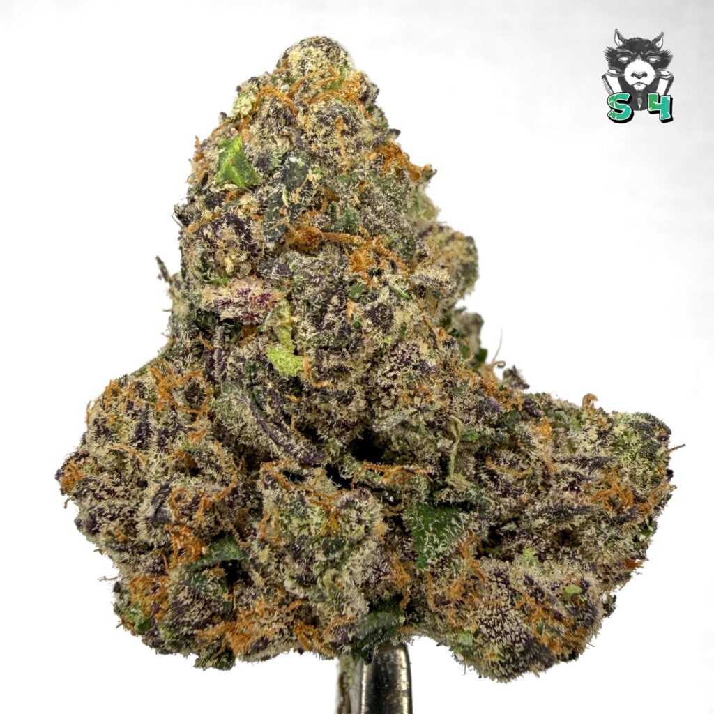 Gelato Candy - 25A7