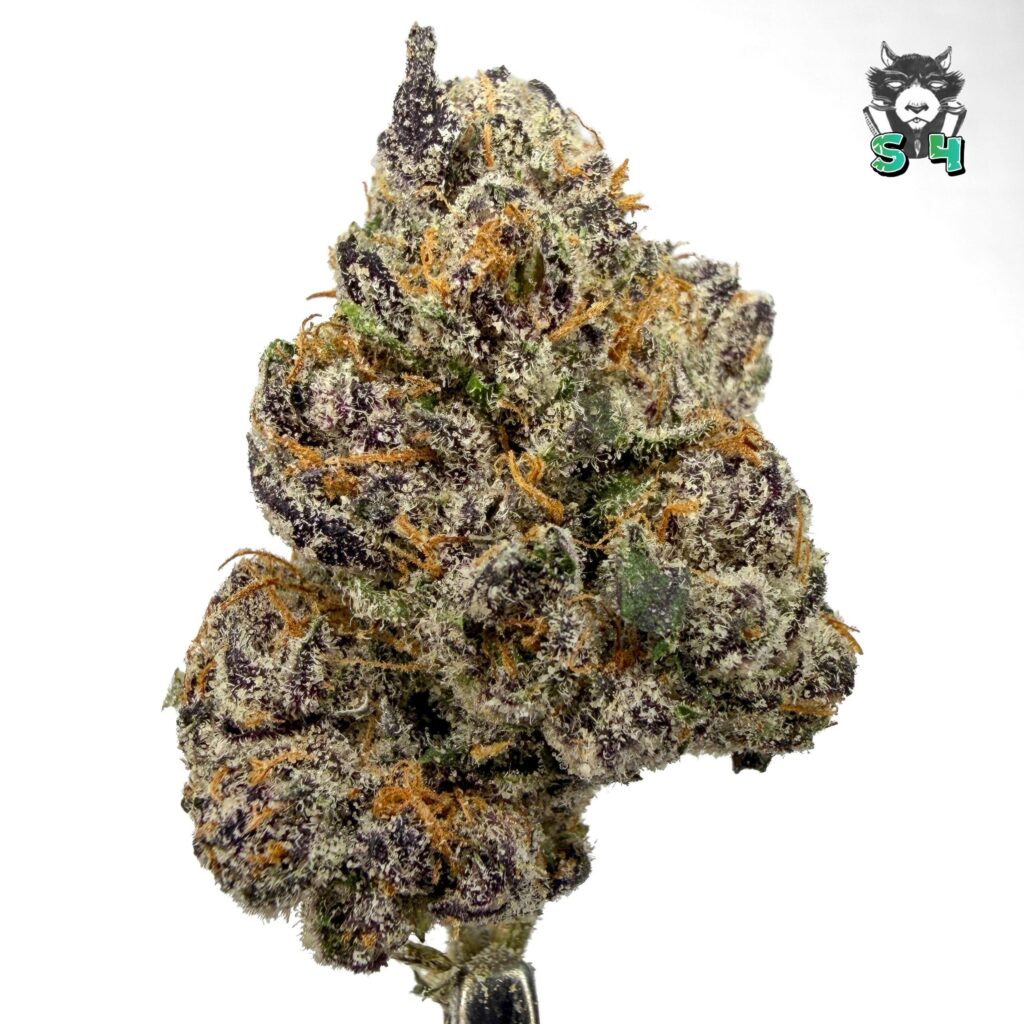 Warheadz - 74H55