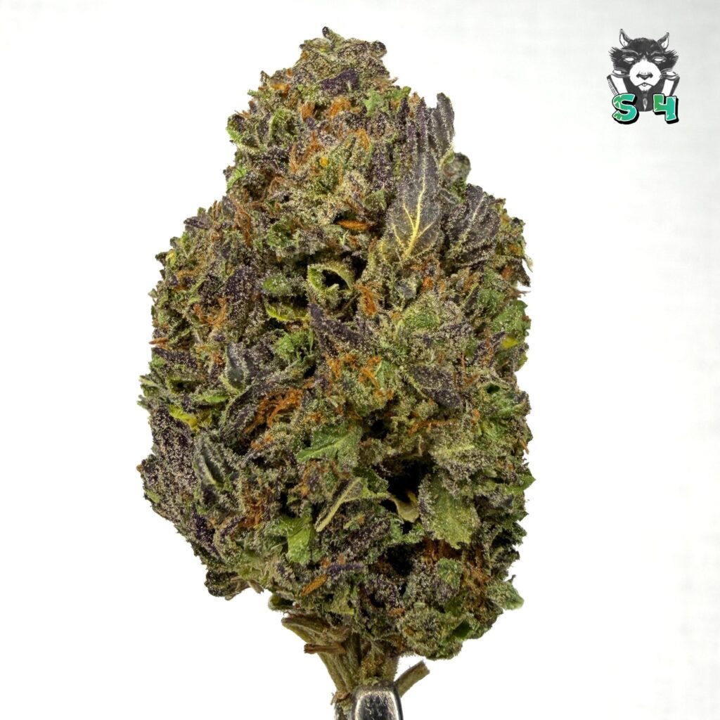 Glitter Gas - 19C4