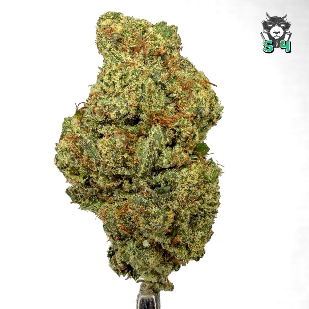 Jack Herer - 28M15