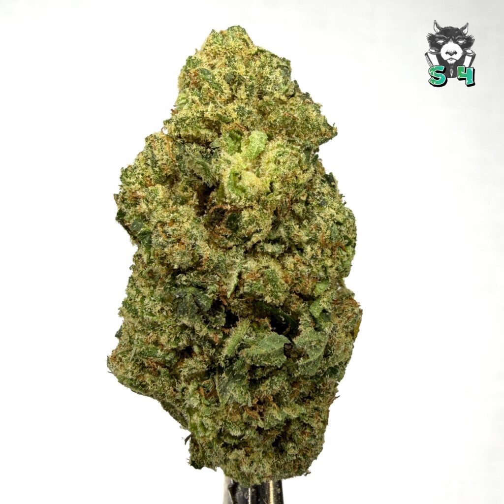 Gorilla Glue - 21M15