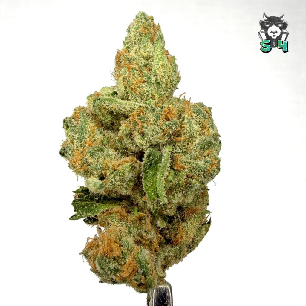 Super Trop Cherry - 53M15