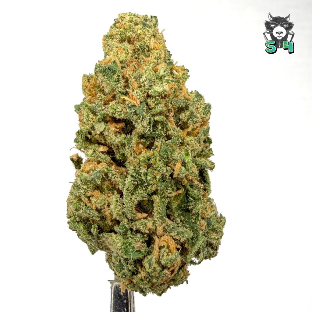 Lemon Lime Haze - 11M15