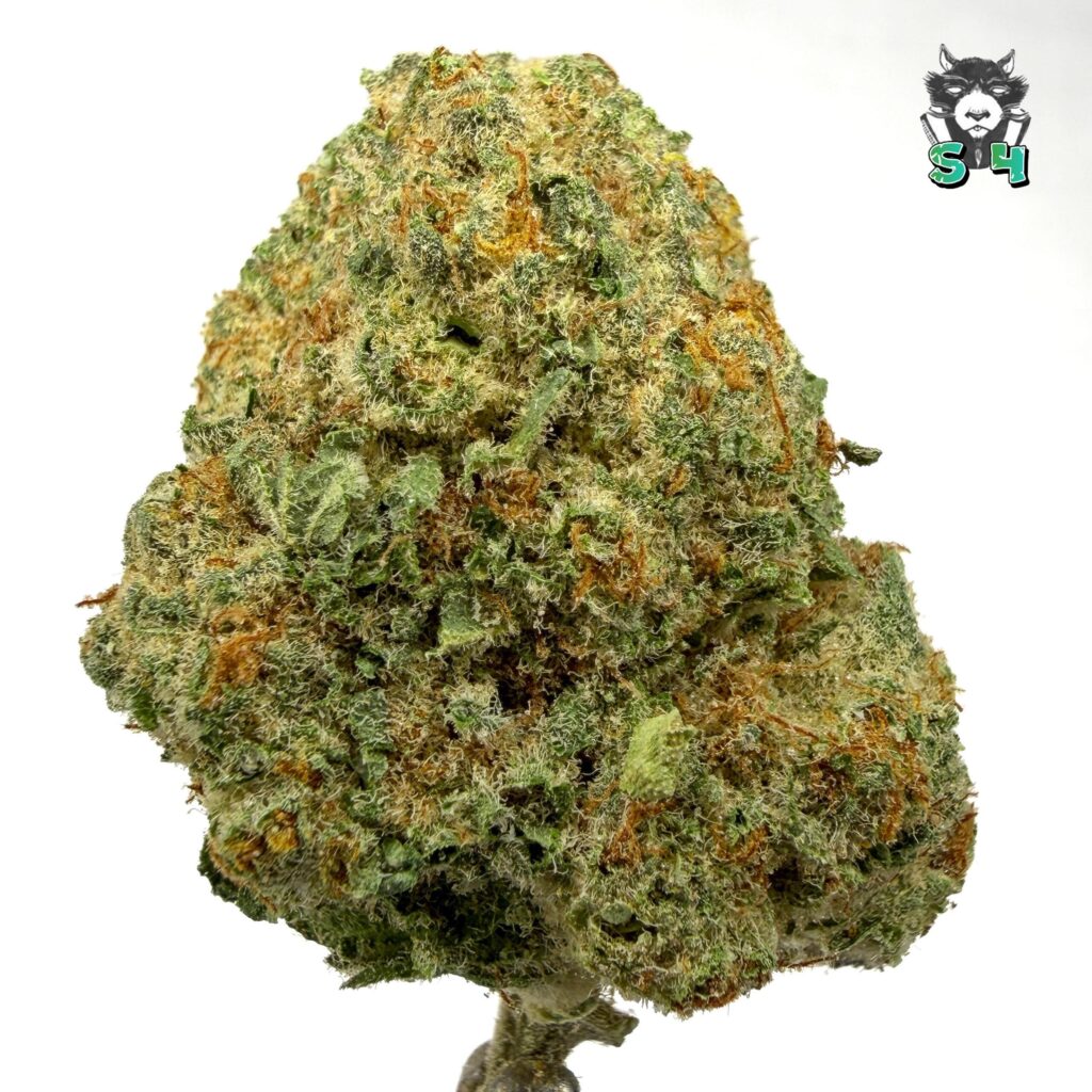 Orange Cookies - 73J7
