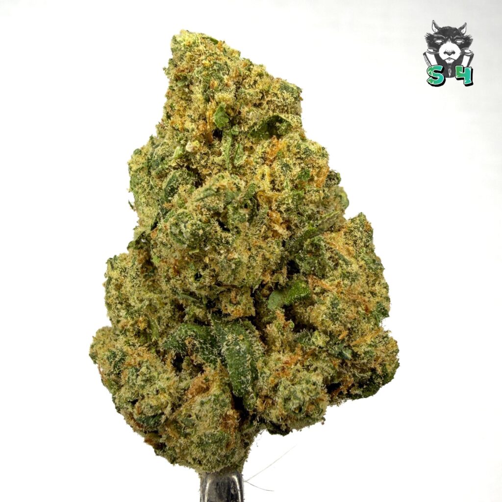 Lemon Bean - 38M15