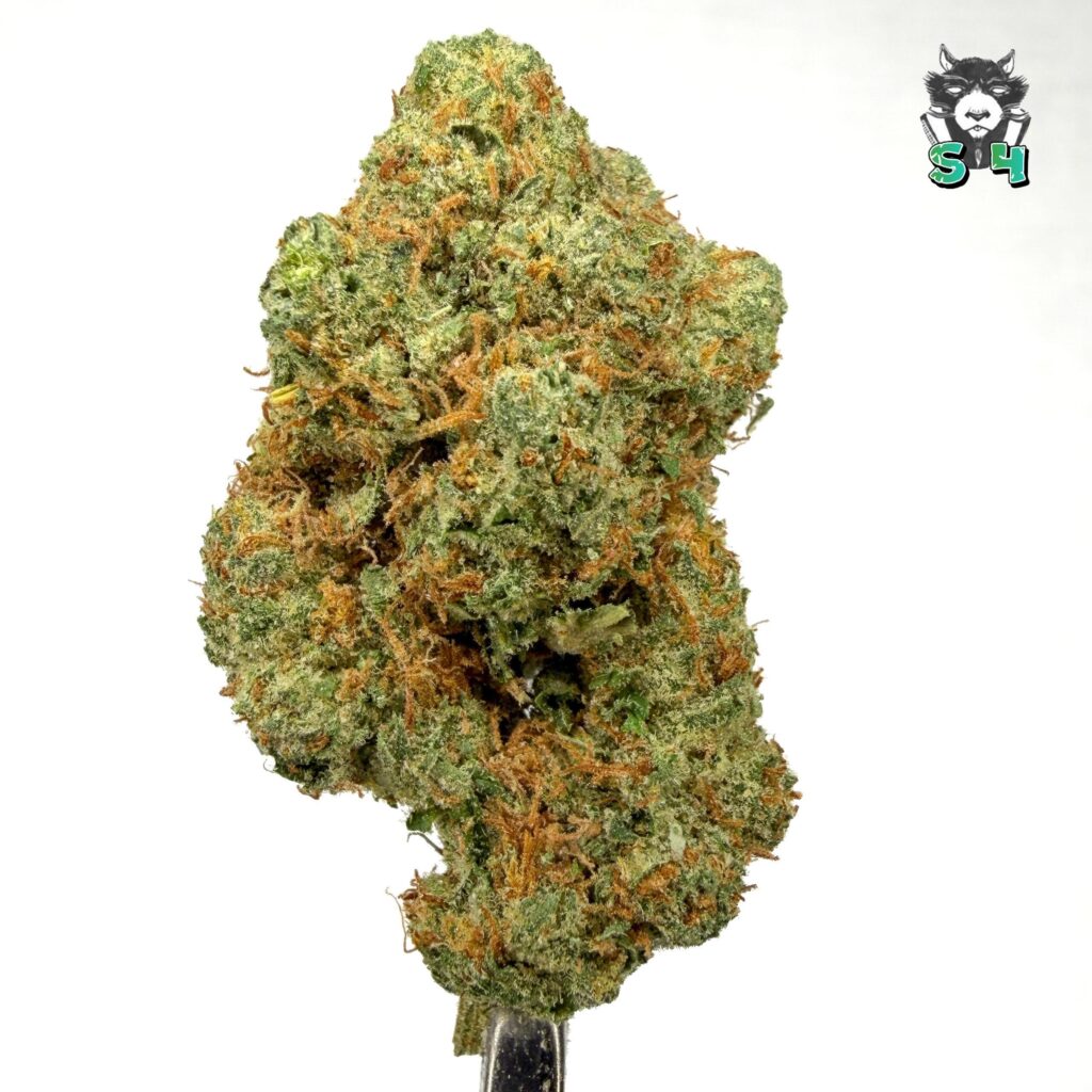 Bubblegum Gelato - 75M15