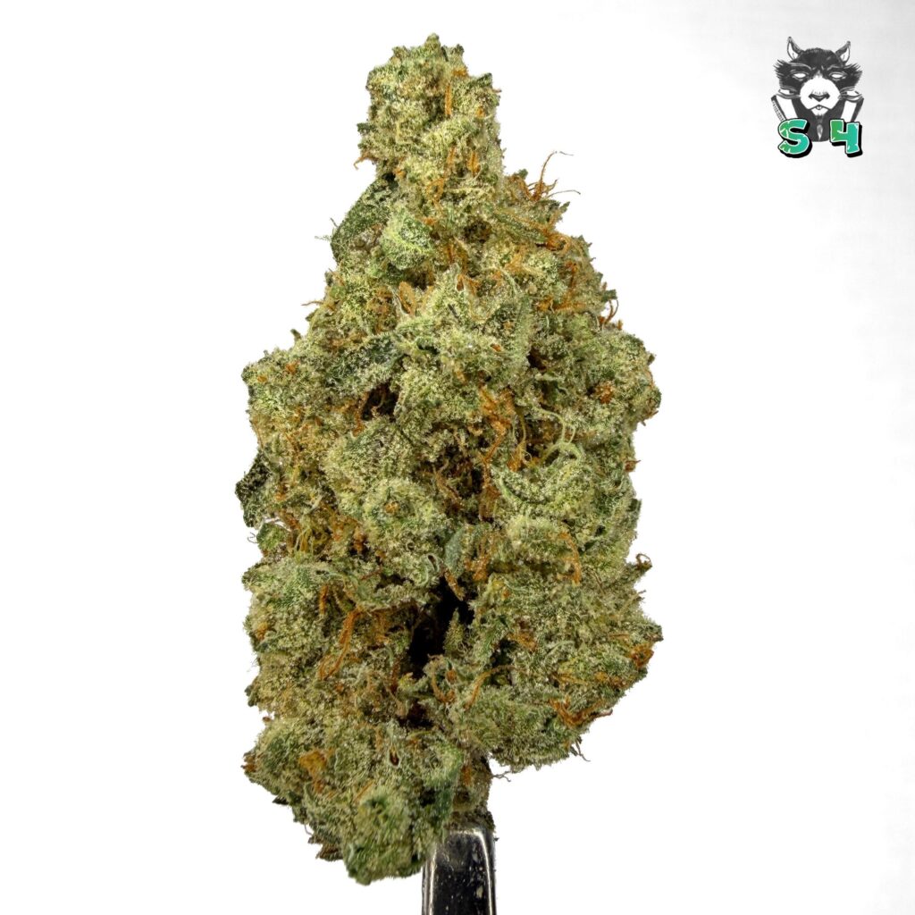 Red Dragon - 56D33