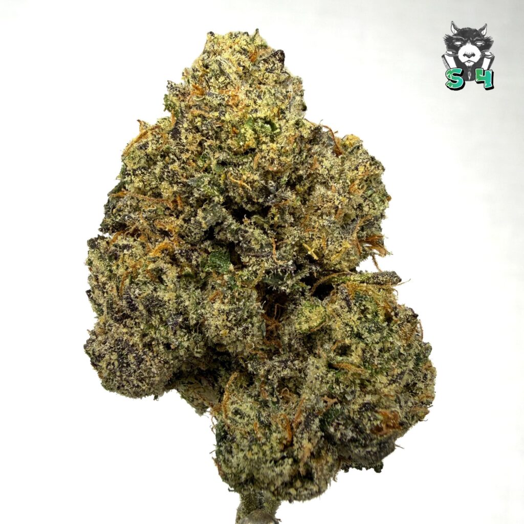 Candy Lemon Cherry Gelato - 73K8