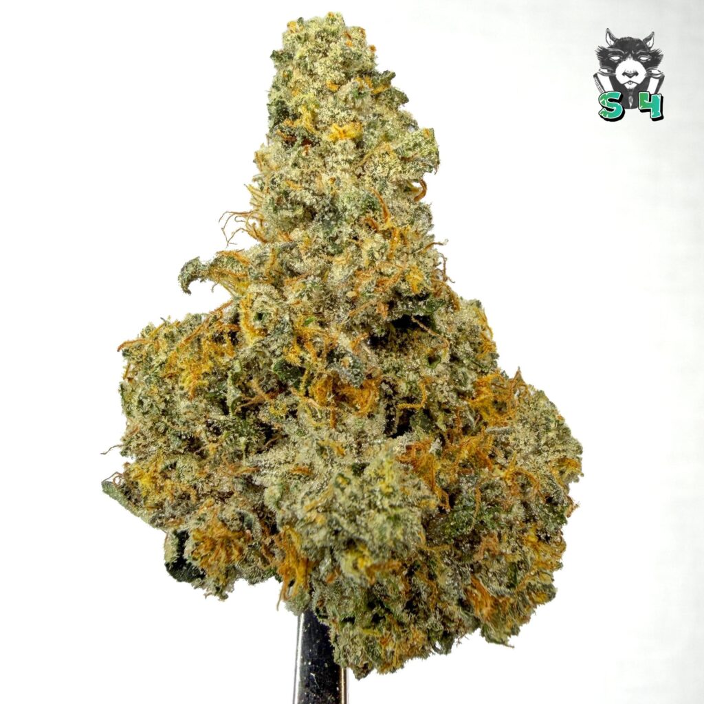 Grapes ’n Cream - 68I8
