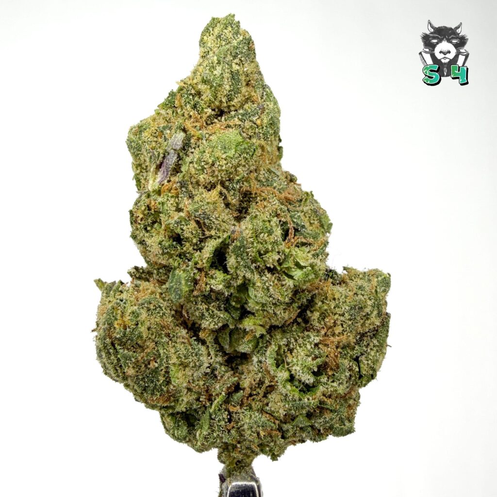 Lemon Cherry Sherb - 75M15