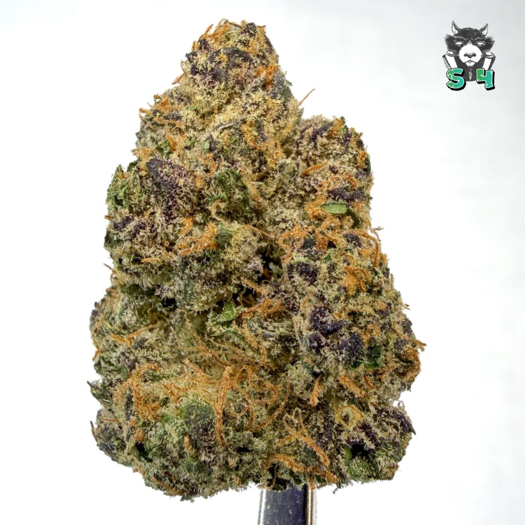 Candy Runtz - 41J28