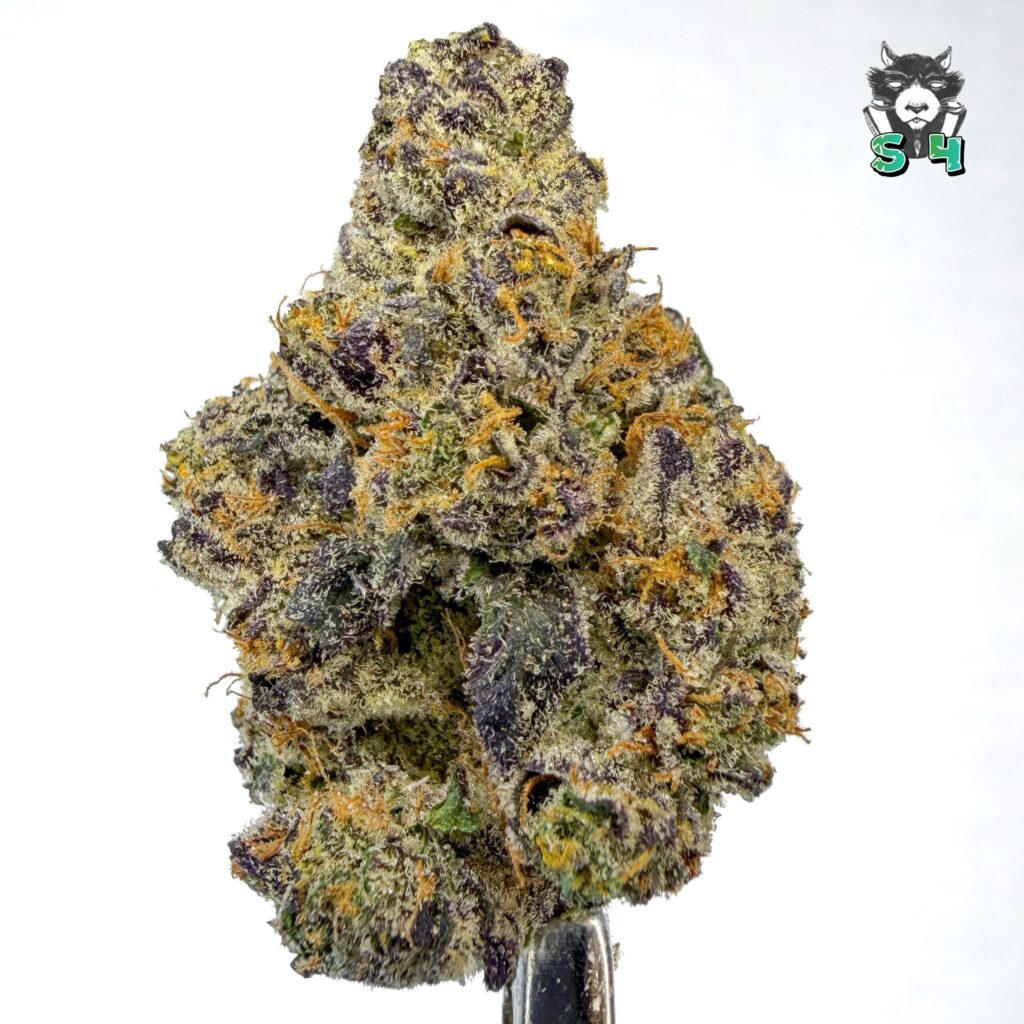 Blue Cookies - 50P4