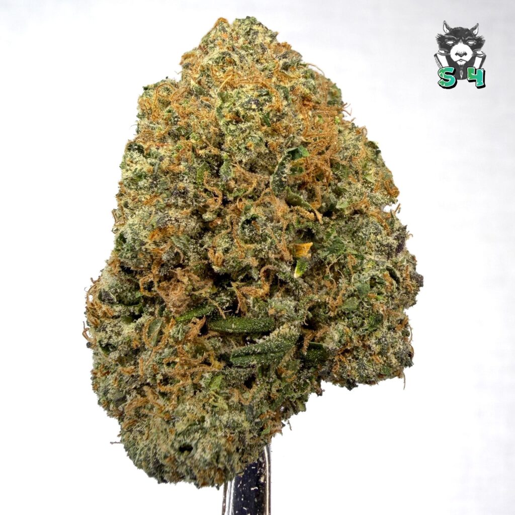 Grandy Candy - 10J96