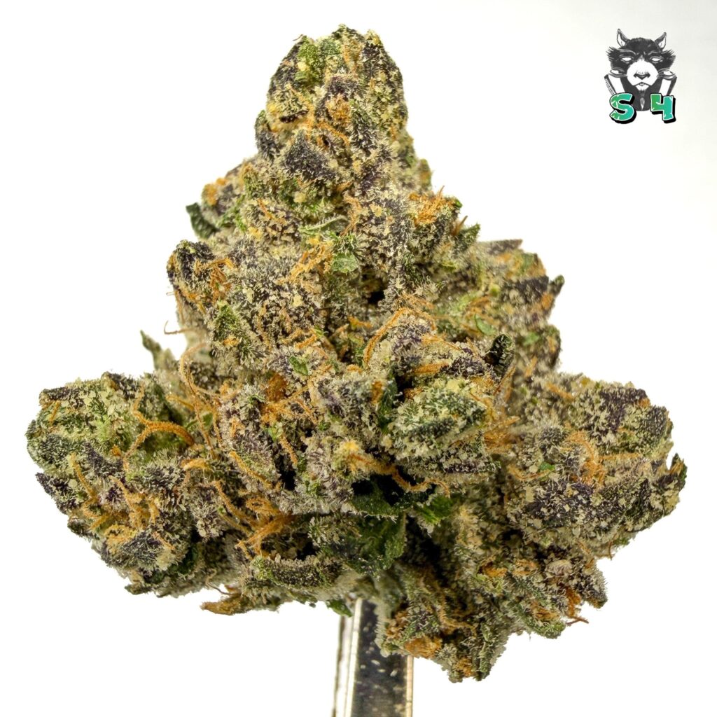 Lemon Candy - 10A4