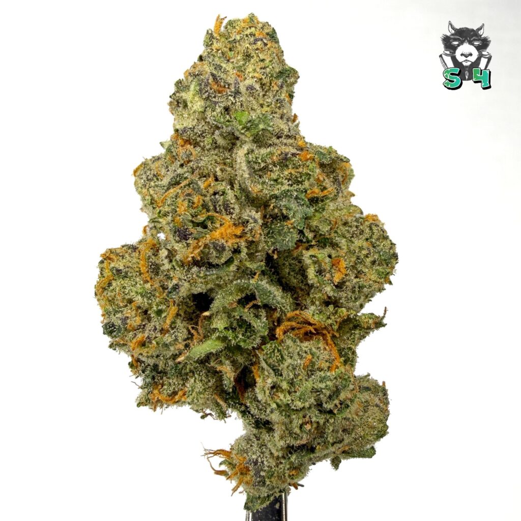 Gelato 41 - 79A4