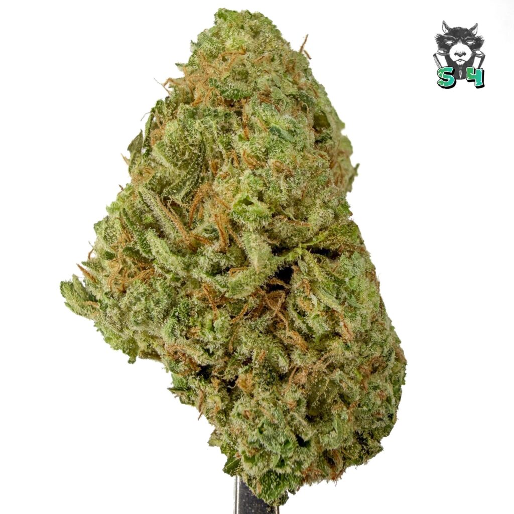 Zour Banana - 52A4