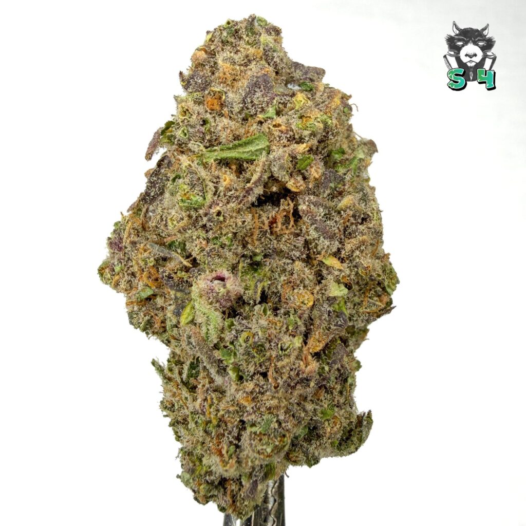 Tropical Cherry - 37E2