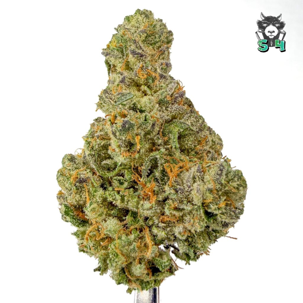 Orange Skunk - 82K54