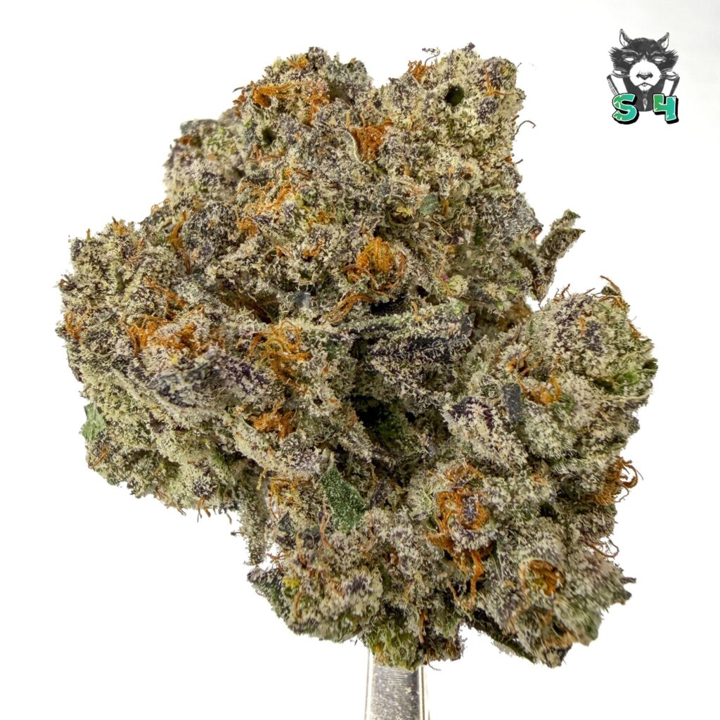Biscotti Gushers - 49S10