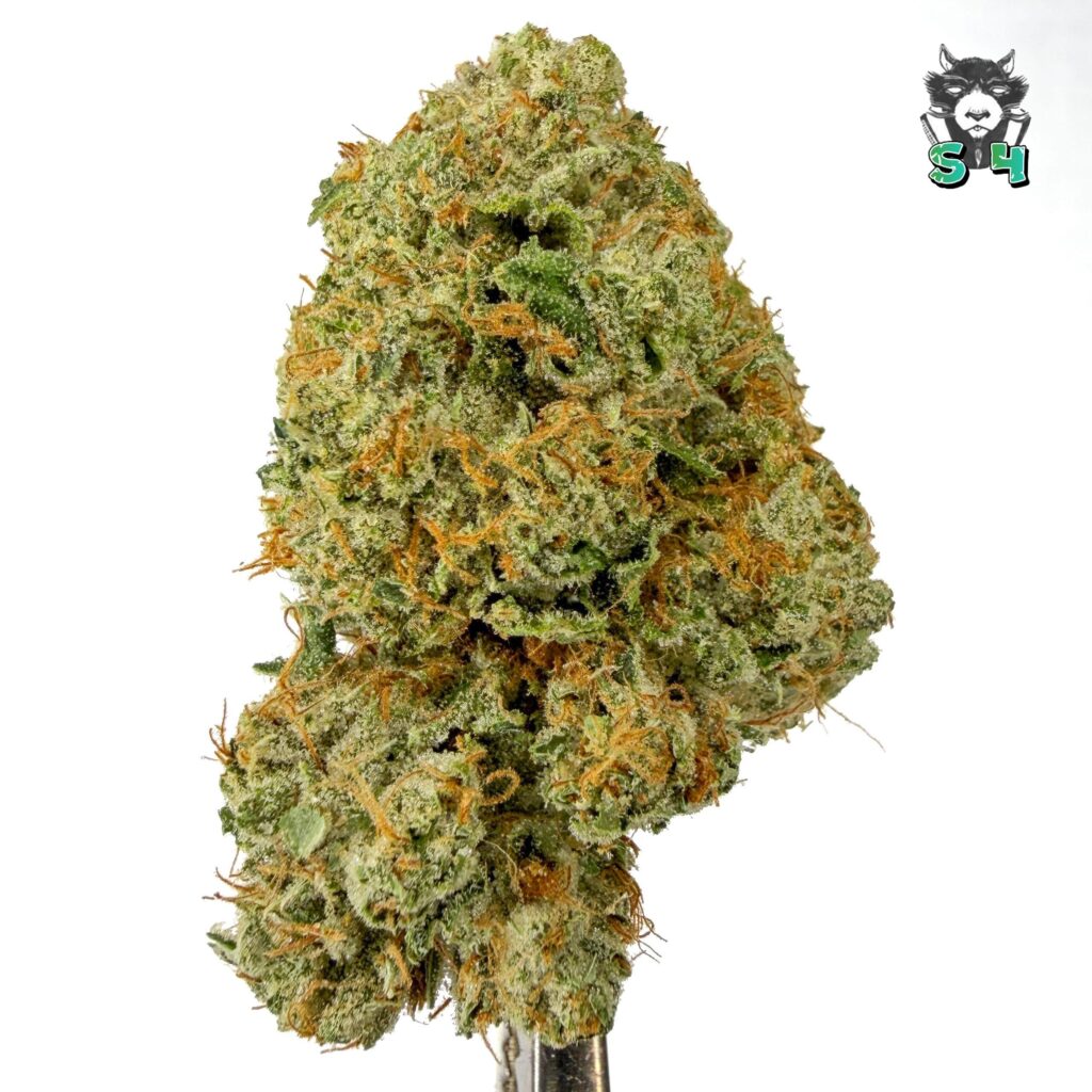 King Louis OG - 47P10