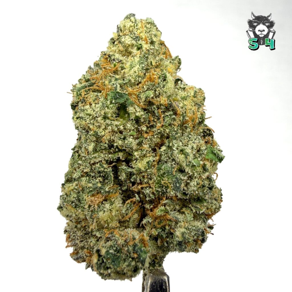 Lemon Cherry Gelato - 75A20