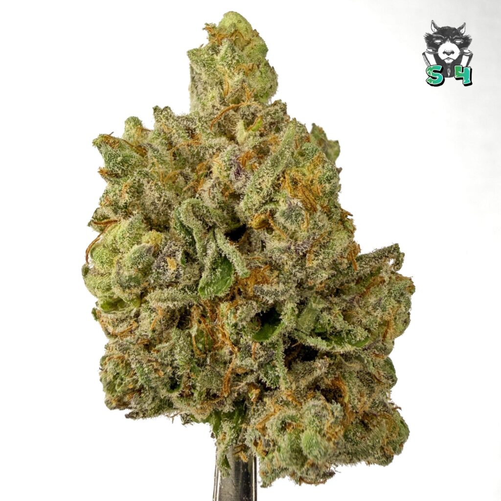 Apple Fritter - 96Q5