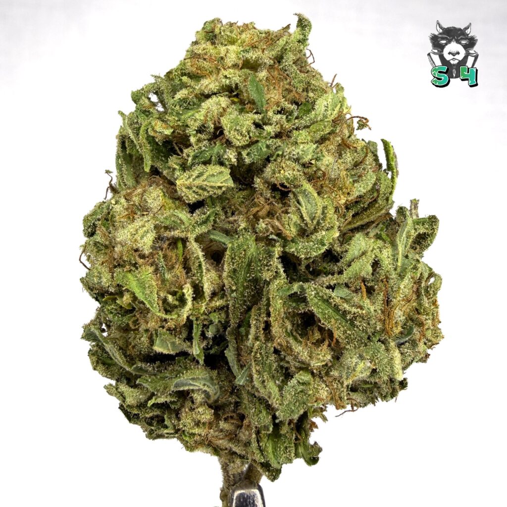 Frosted Runtz - 35C4
