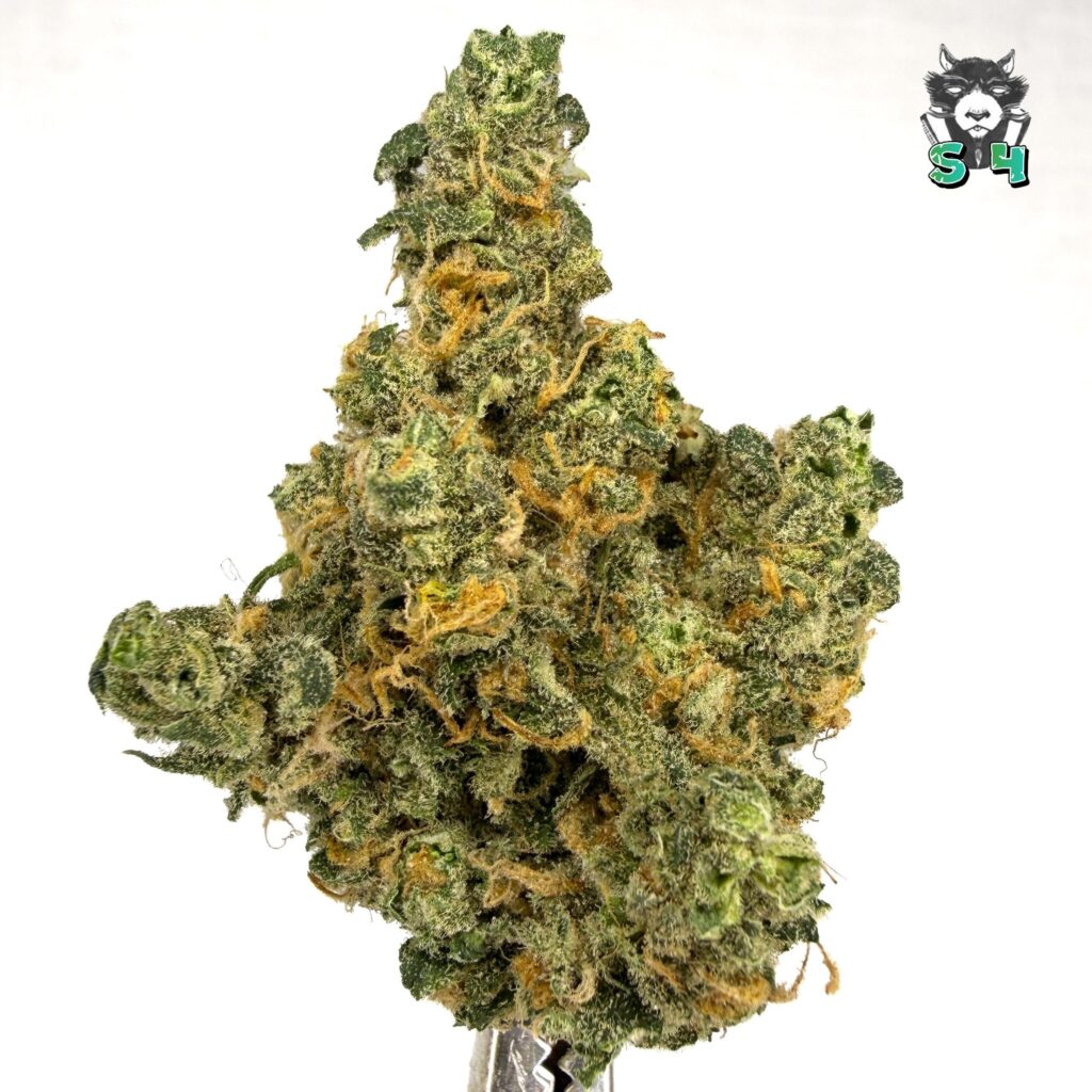 Blue Dream - 37B17