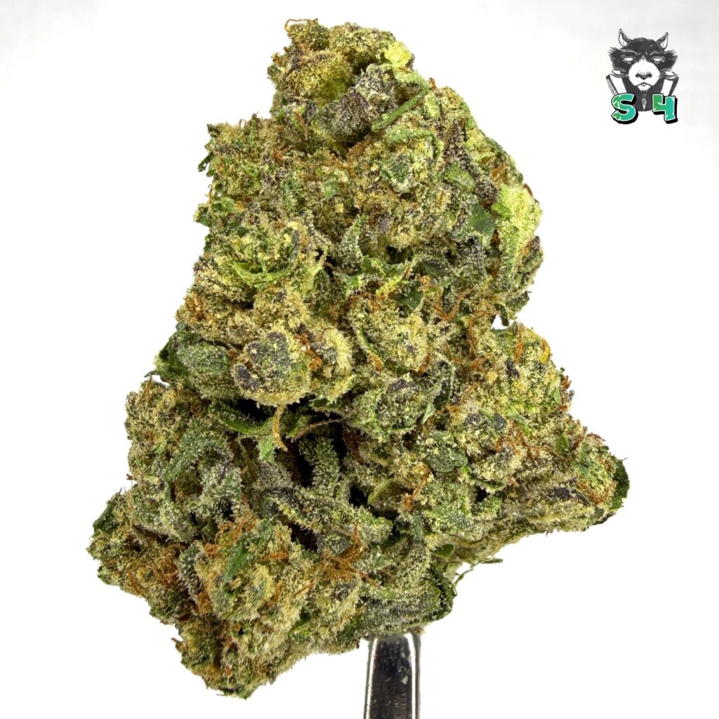 Black Cherry Gelato - 31E2